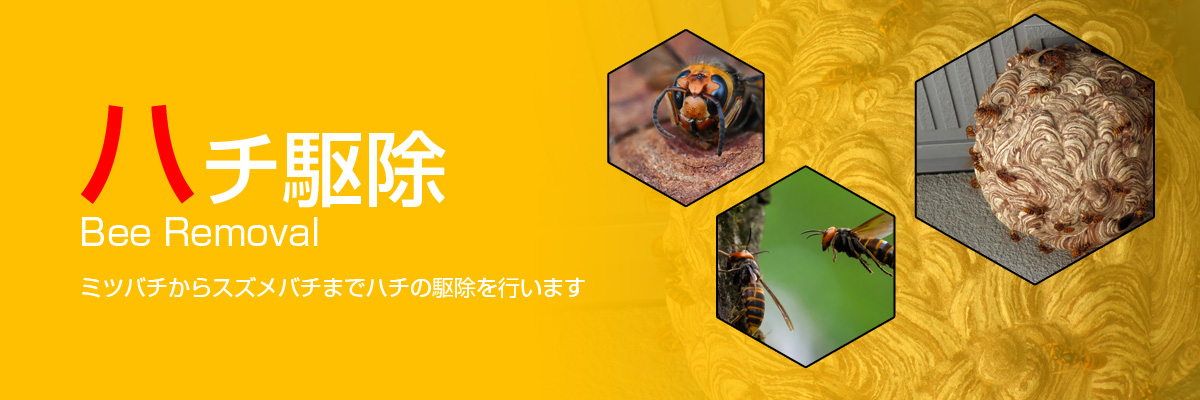 ハチ駆除